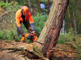 Best Seasonal Cleanup (Spring/Fall)  in West Park, FL