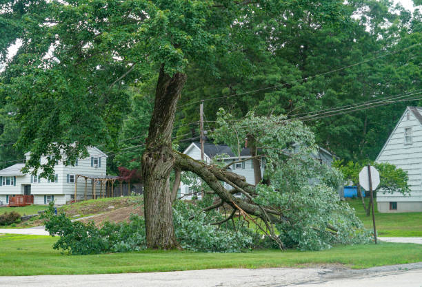  West Park, FL Tree Services Pros