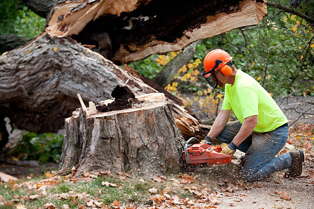 Best Tree Removal  in West Park, FL