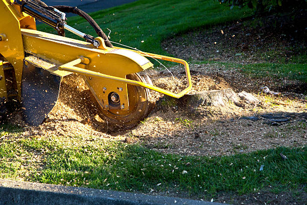 Best Tree Mulching  in West Park, FL