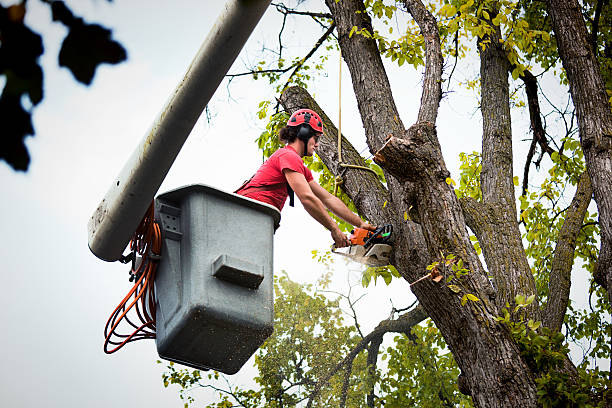 Best Firewood Processing and Delivery  in West Park, FL